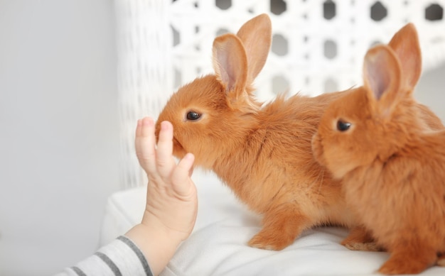 Main de petit enfant jouant avec des lapins mignons à la maison