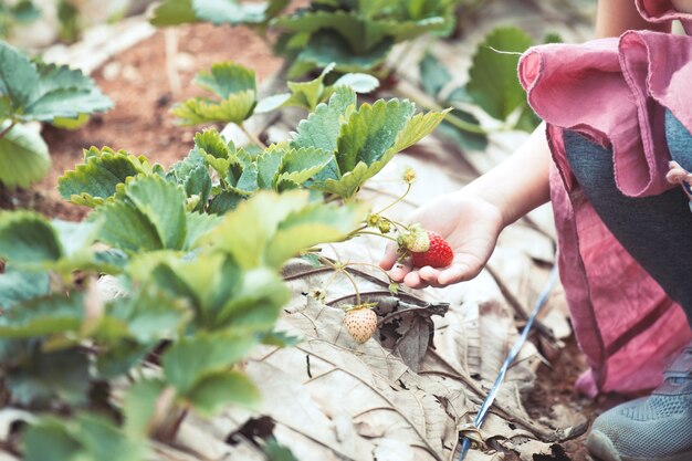 Main de petite fille asiatique, cueillette de fraises fraîches