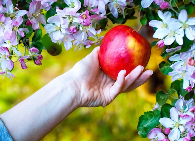 Main avec pomme rouge mûre fruits sains fraîches collations saines végétaliennes