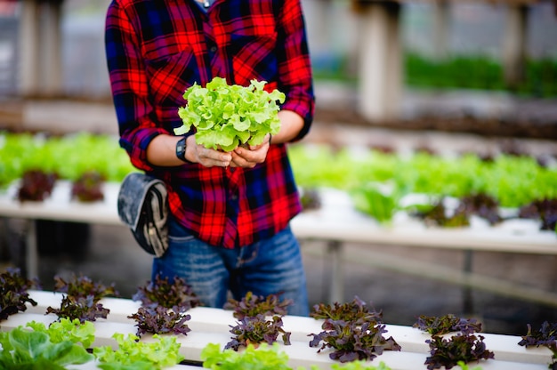 Main et salade verte, légumes non toxiques Concept de légume sain