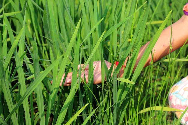 Une main se tend pour toucher l'herbe verte.