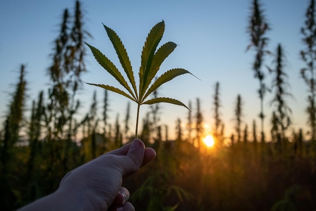 La main avec le soleil couchant de la feuille de cannabis et les tiges de chanvre