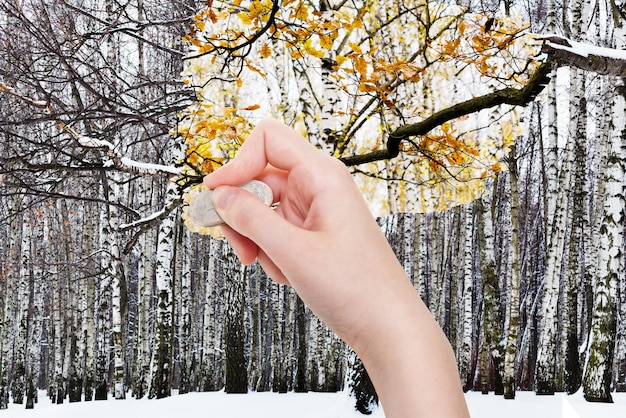 La main supprime la forêt d'hiver avec une gomme en caoutchouc