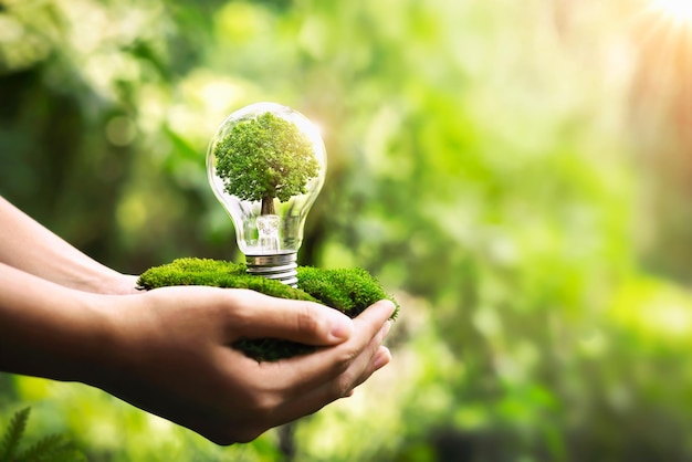 Photo main tenant une ampoule avec la croissance des arbres et le soleil dans la nature économiser de l'énergie et protéger l'environnement eco concept