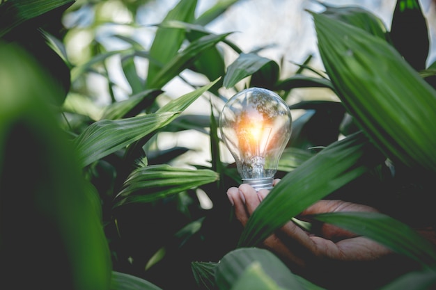 Main tenant l'ampoule, les sources d'énergie pour les énergies renouvelables et naturelles et aime le concept du monde.