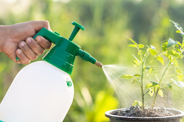 Main tenant un arrosoir et un spray sur une jeune plante dans le jardin