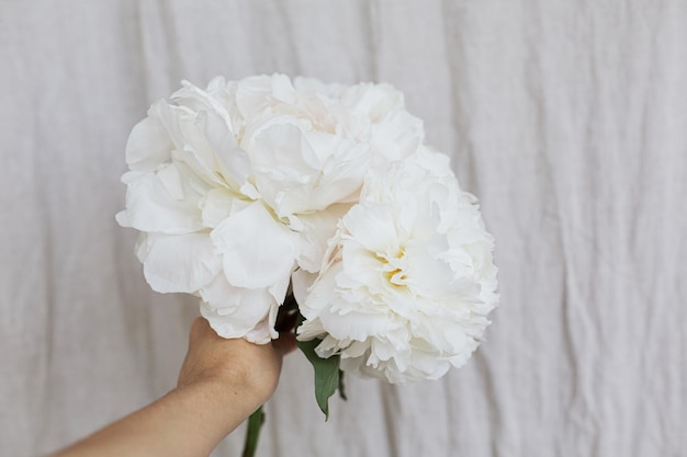 Main tenant un beau bouquet de pivoines blanches sur fond de tissu pastel Mariage esthétique floral