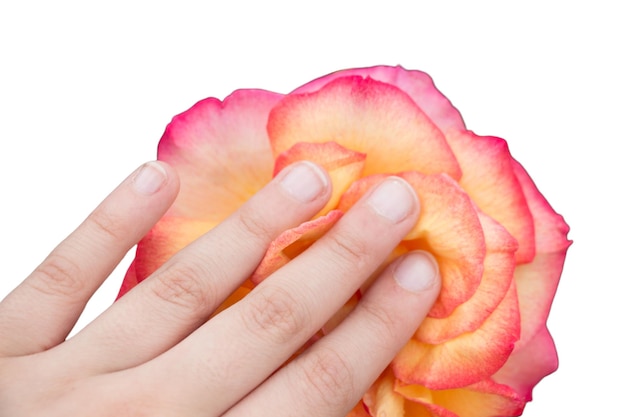 Photo la main tenant une belle fleur de rose rose isolée sur un fond blanc concept de carte de la saint-valentin