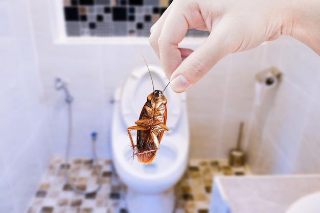 Main tenant un cafard brun sur fond de toilette éliminer le cafard dans les toilettes Les cafards en tant que porteurs de maladies