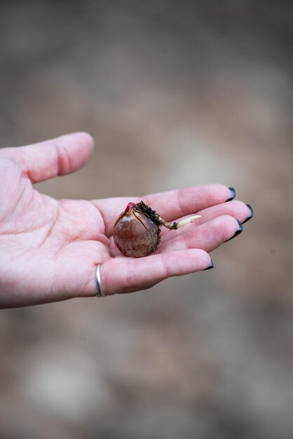 Une main tenant une coquille d'escargot