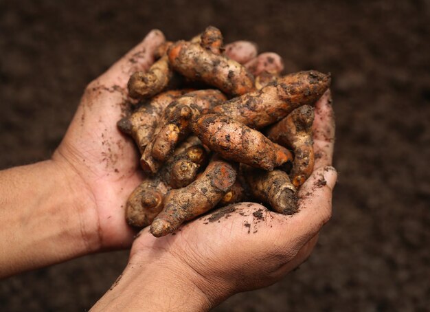 Main tenant le curcuma nouvellement récolté