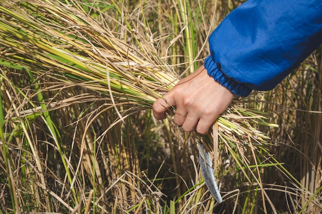 Une main tenant du riz dans un champ de riz.