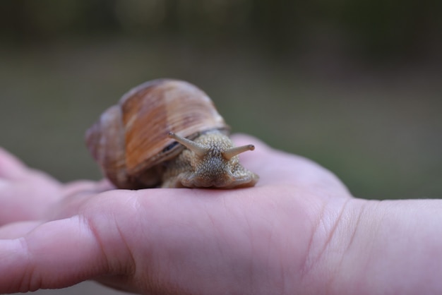 Main tenant un escargot de raisin forestier