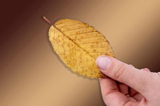 Main tenant une feuille d'automne sèche à la main sur un fond blanc