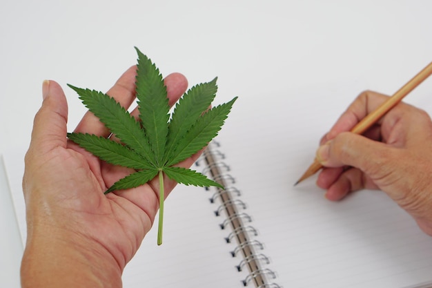 Main tenant une feuille de cannabis fraîche ou une feuille de marijuana et écrivant sur un cahier avec un crayon