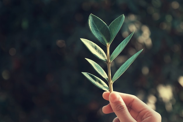 Main tenant une feuille sur fond de nature verte