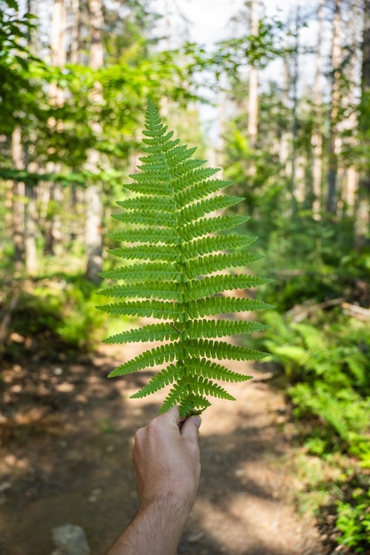 La main tenant une feuille de fougère dans la forêt