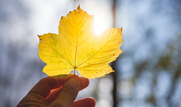 Photo main tenant une feuille avec le soleil en arrière-plan