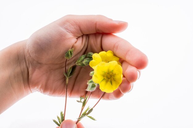 Main tenant une fleur jaune