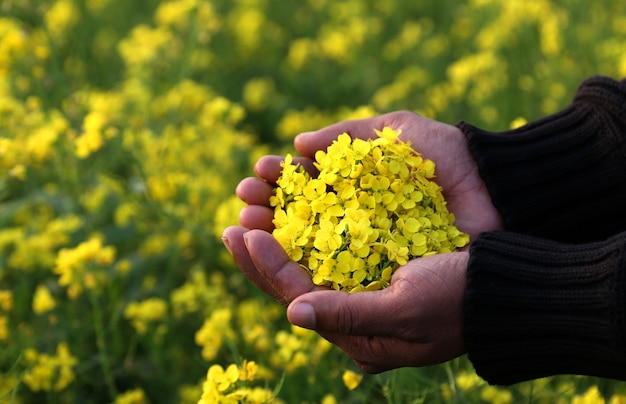 Main tenant des fleurs de moutarde dans le champ