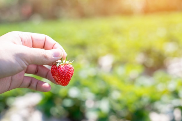 Main tenant la fraise sur le fond de la feuille verte