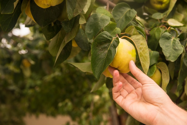 Main tenant un fruit dans l&#39;arbre