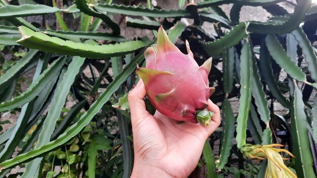 La main tenant le fruit du dragon qui vient d'être cueilli sur l'arbre