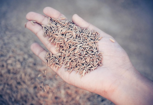 Main tenant des graines de riz doré dans le sous-continent indien