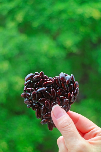 Main tenant des graines de tournesol grillées enrobées de chocolat en forme de coeur contre un feuillage vert flou