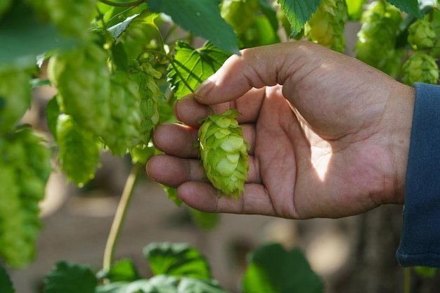 une main tenant un houblon vert appelé « lager »