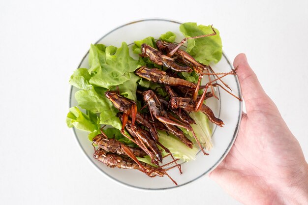 Main tenant des insectes frits dans un plat sur fond blanc