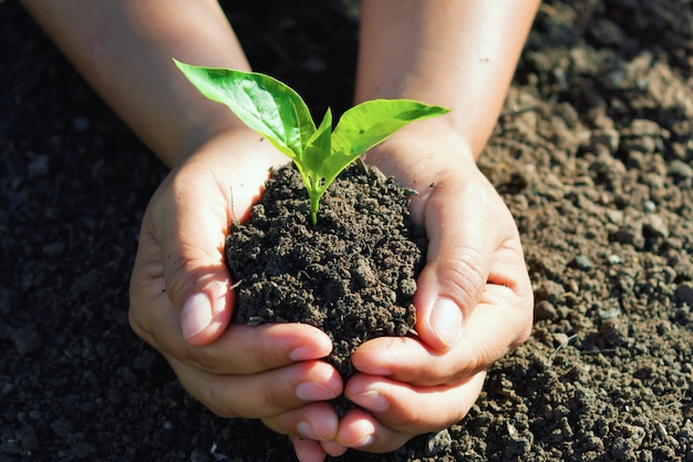 Main Tenant Le Jeune Arbre Pour La Plantation.