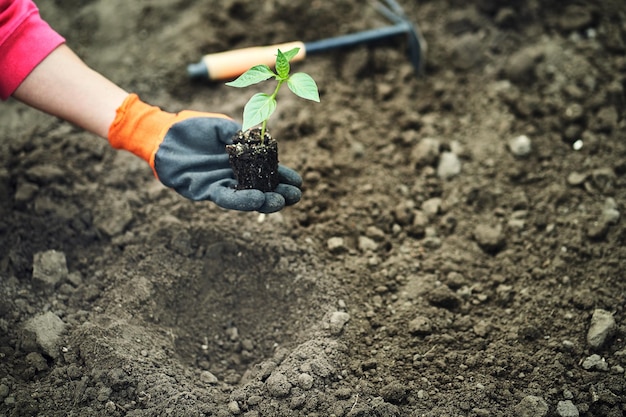 Main tenant une jeune plante sur le concept de la nature verte floue jour de la terre écologique