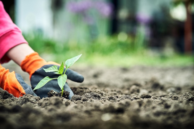 Main tenant une jeune plante sur le concept de la nature verte floue jour de la terre écologique