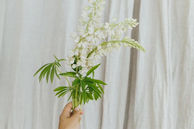 Main tenant le lupin blanc sur fond rustique Rassemblement et fleurs sauvages d'été