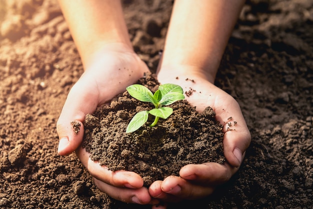 main tenant le petit arbre pour la plantation. concept de monde vert