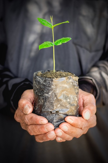 Main tenant une petite plante en croissance