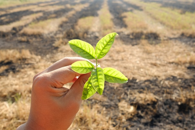 Photo main tenant une petite plante