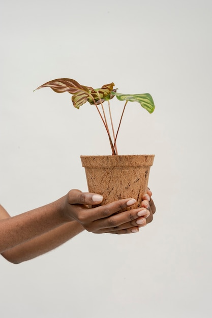 Main tenant une plante de paon dans un pot