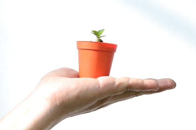 La main tenant une plante en pot sur un fond blanc