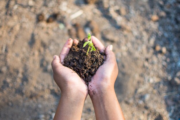 main tenant la plante avec sauver le monde et la Journée mondiale de l&#39;environnement