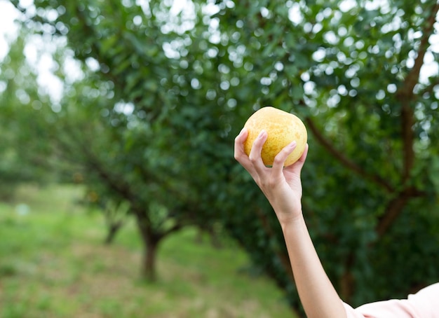 Main tenant une poire dans une ferme