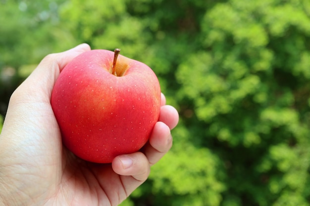 Main tenant une pomme rouge mûre fraîche contre un feuillage vert vibrant