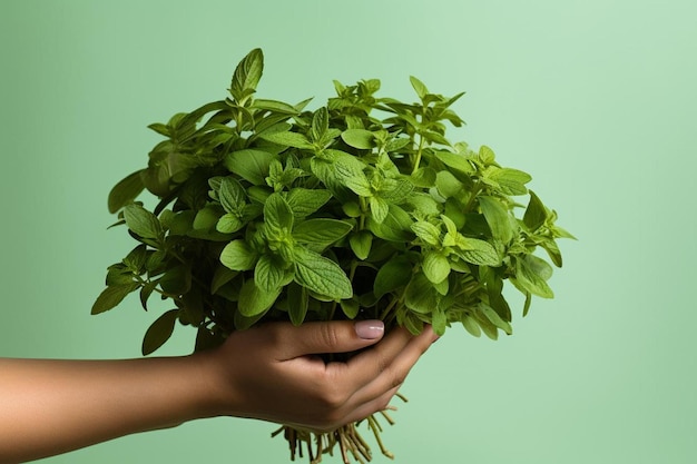 Photo une main tenant un pot de basilic avec un fond vert