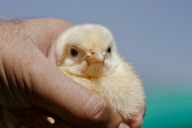 Une main tenant un poulet avec un fond bleu