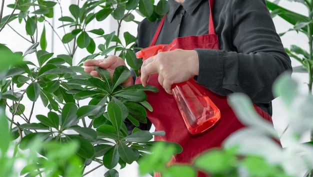 Main tenant un pulvérisateur ou un distributeur d'eau près de la plante d'intérieur, prenez soin du concept de plantes.