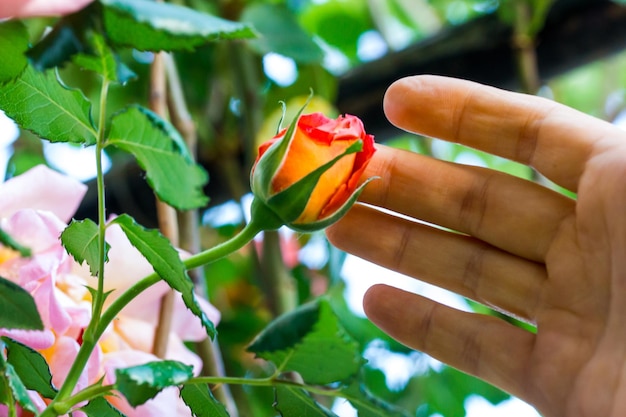 Photo une main tend la main vers une fleur dans un jardin.