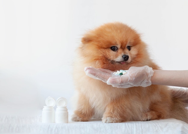 Une main tend une poignée de pilules à un petit chien poméranien de couleur orange