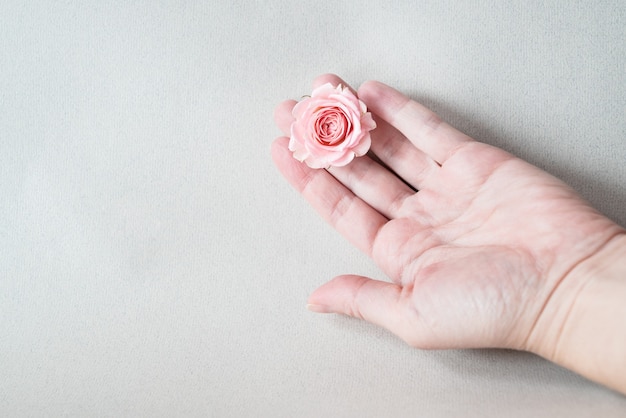 La main tendue de la femme avec une rose rose couchée sur la paume