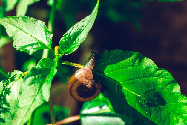 Main tenir la feuille avec le clou dans la coquille rampant sur l'arbre dans le jardin